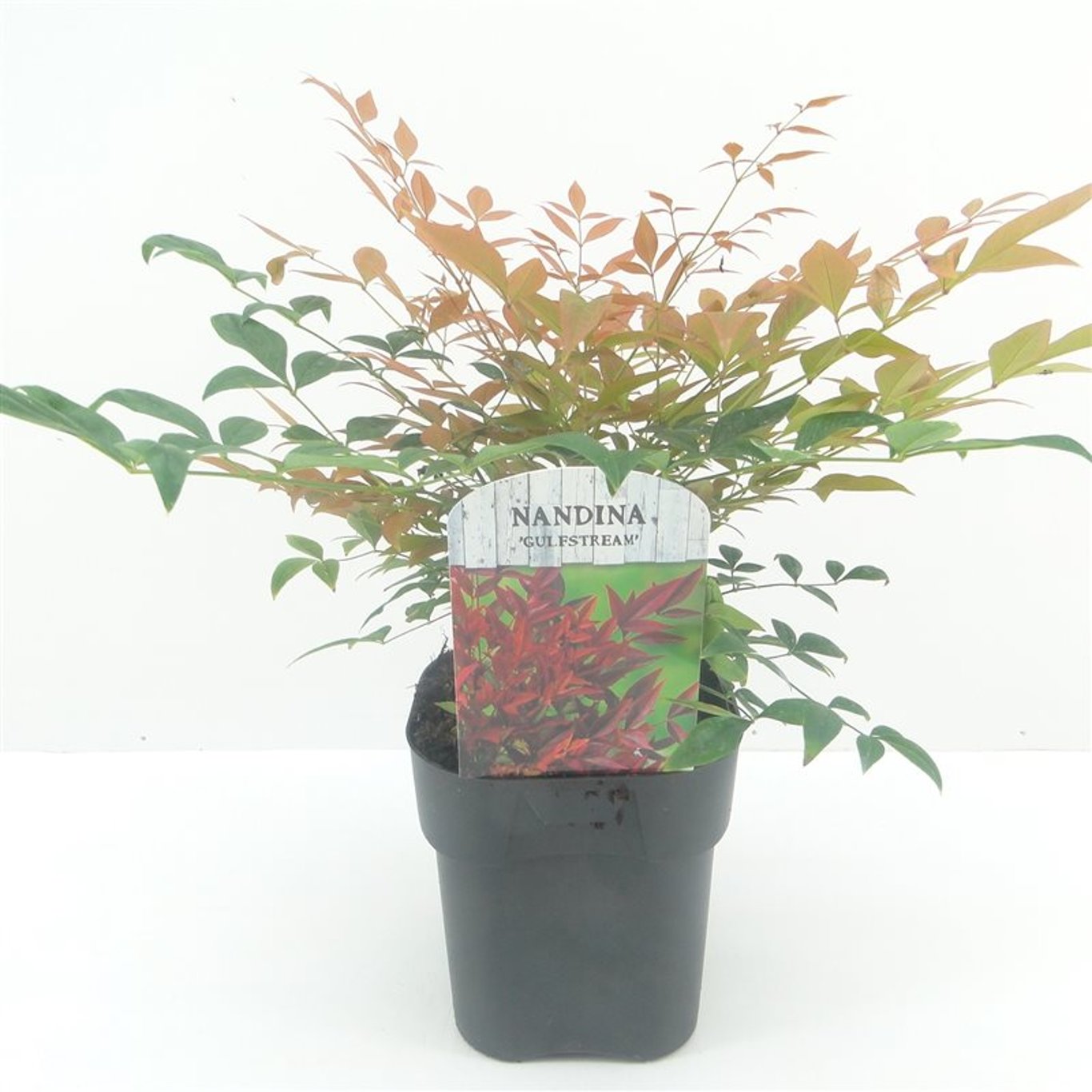 Nandina dom. 'Gulfstream' - C2